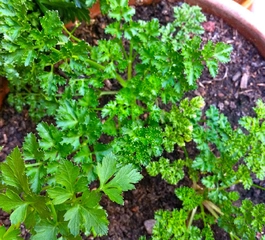 Maydanoz Nasıl Ekilir Maydanoz Nasıl Ekilir