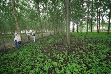 Maydanoz Üretimi Maydanoz Üretimi